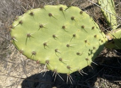 Opuntia × demissa