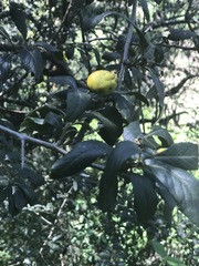 Crataegus mexicana