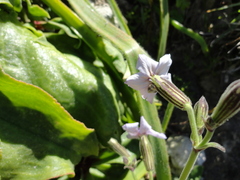 Sileneae