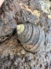 Austrocochlea constricta