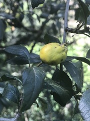 Crataegus mexicana