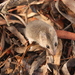 Slender-tailed Dunnart - Photo (c) Michael Pennay, some rights reserved (CC BY-NC-ND), uploaded by Michael Pennay