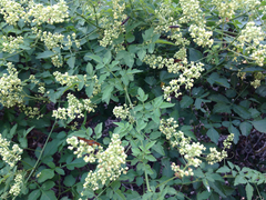 Serjania brachycarpa