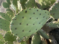 Opuntia × demissa