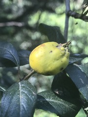Crataegus mexicana