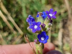 Anchusa capensis