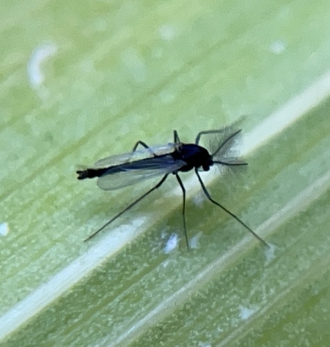 iNaturalist observation photo of Non-biting Midges