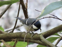 Parus minor commixtus