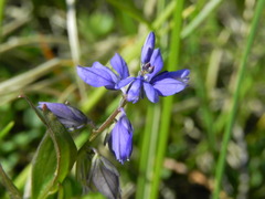 Polygala alpestris