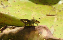 Parnara amalia