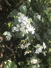 Montanoa frutescens