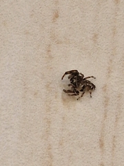 Macaroeris nidicolens