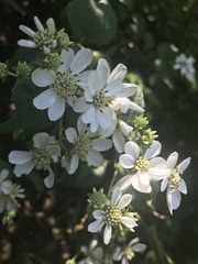 Montanoa frutescens