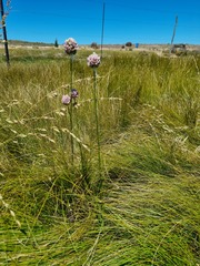 Allium dregeanum