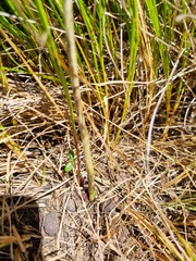 Allium dregeanum