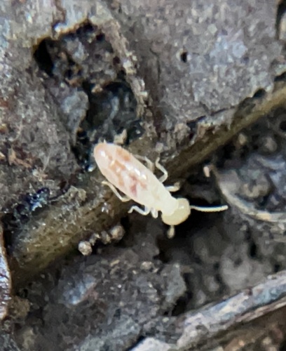 iNaturalist observation photo of Reticulitermes