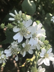 Montanoa frutescens