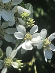 Montanoa frutescens