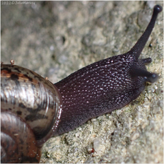 Helminthoglypta traskii