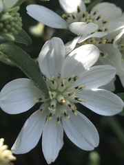 Montanoa frutescens