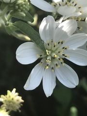 Montanoa frutescens