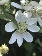 Montanoa frutescens