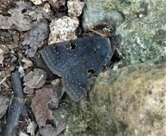 Plecoptera hypoxantha