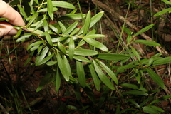 Myrsine angusta