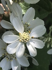 Montanoa frutescens