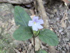 Strobilanthes tetrasperma