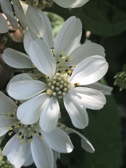 Montanoa frutescens