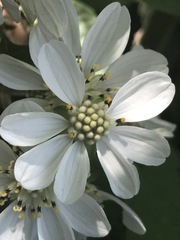 Montanoa frutescens