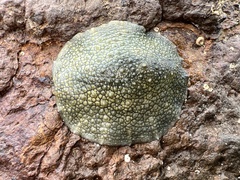 Onchidella nigricans