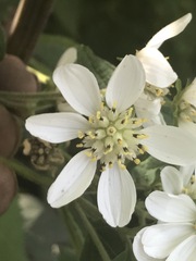Montanoa frutescens