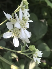 Montanoa frutescens
