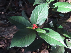 Sarcandra glabra