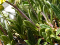 Helianthemum oelandicum