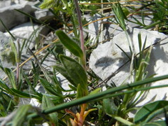 Helianthemum oelandicum