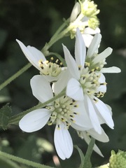 Montanoa frutescens