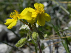 Helianthemum oelandicum