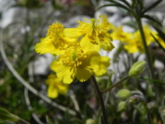 Helianthemum oelandicum