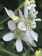 Montanoa frutescens