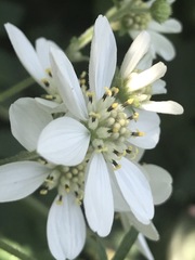 Montanoa frutescens