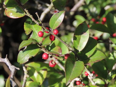 Ilex pubescens