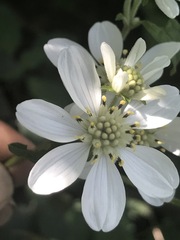 Montanoa frutescens