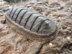 Ischnochiton australis