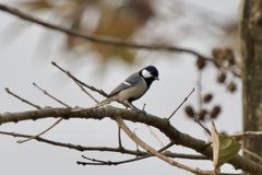 Parus cinereus