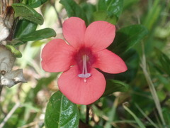 Barleria repens