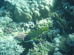 Plectorhinchus gaterinus