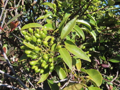 Jasminum lanceolarium